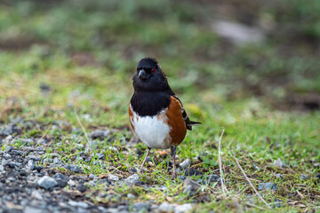 close up of a cute towhee bird standing on the roadside in the park staring at you