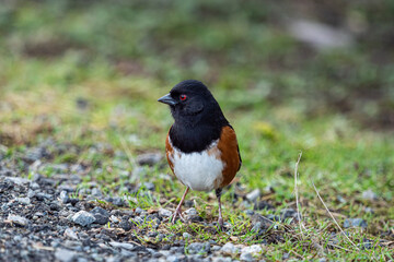 close up of a cute towhee bird standing on the roadside in the park