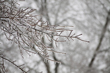 凍てつく空気と雨氷