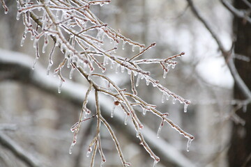 凍てつく空気と雨氷