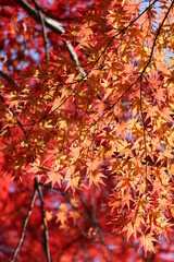 red maple leaves