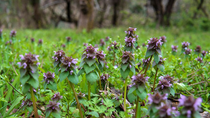 ヒメオドリコソウが群生する風景（Lamium purpureum）