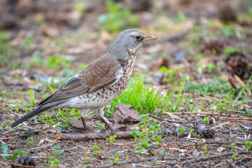 Wood bird Fieldfare, Turdus pilaris, on a sprng lawn.