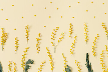Mimosa flower background with round fluffy yellow balls. Natural spring flowers. Minimal floral composition
