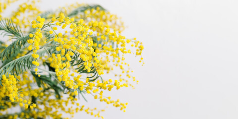 Mimosa flower background with round fluffy yellow balls. Natural spring flowers. Minimal floral composition on white