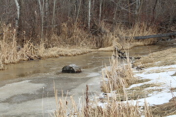 Melting Creek, Pylypow Wetlands, Edmonton, Alberta