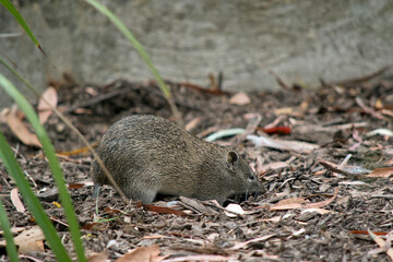 this is a side view of a southern brown bandicoot