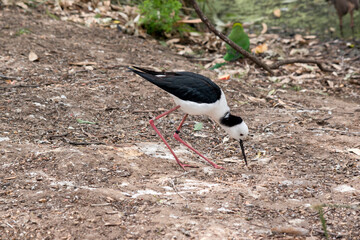 this is a side view of a black winged stilt