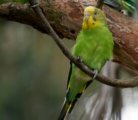 the budgie is perched on a bush
