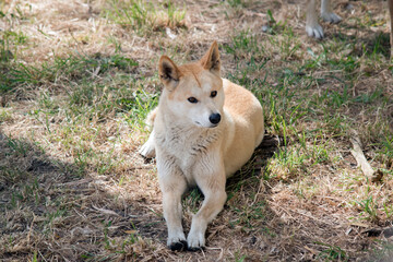 the golden dingo is resting on the grass