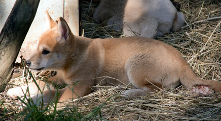 this is a side view of a golden dingo puppy