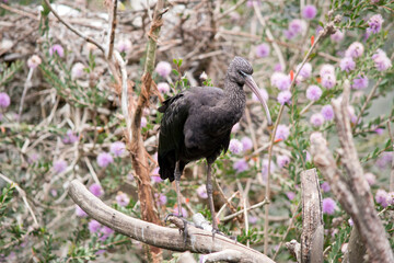 the glossy ibis is perched on a bush