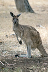 the western grey kangaroo has brown fur