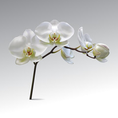 Obraz premium Moon Orchid