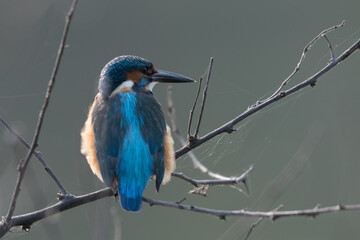 common kingfisher, also known as the Eurasian kingfisher and river kingfisher, is a small kingfisher with seven subspecies recognized within its wide distribution across Eurasia and North Africa. It i