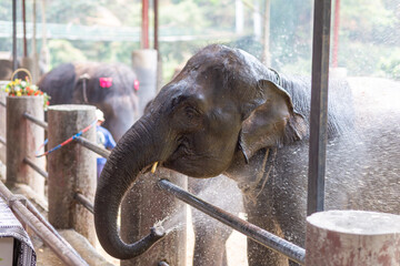 Elephant headshots use their trunks to spray water. Hot weather in summer Elephant farm in Thailand