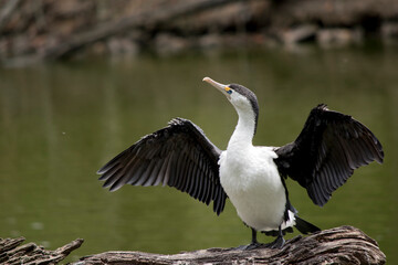 the pied cormorant is drying his wings
