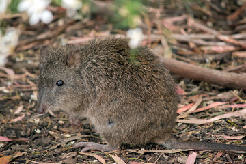 the potoroo resembles a rat