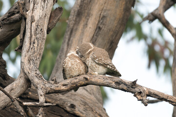 Spotted owlet couple kissing. intimate kissing on the tree branch. 