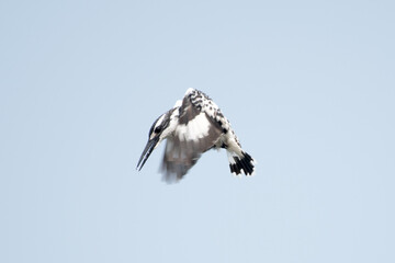 pied kingfisher is a species of water kingfisher widely distributed across Africa and Asia....