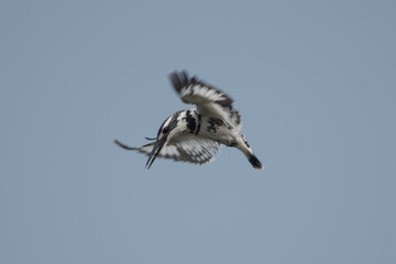 pied kingfisher is a species of water kingfisher widely distributed across Africa and Asia....