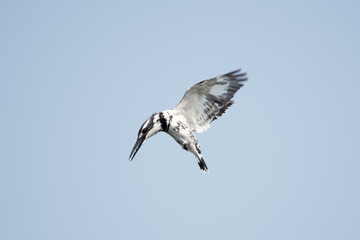 pied kingfisher is a species of water kingfisher widely distributed across Africa and Asia. Originally described by Carl Linnaeus in 1758, it has five recognised subspecies.