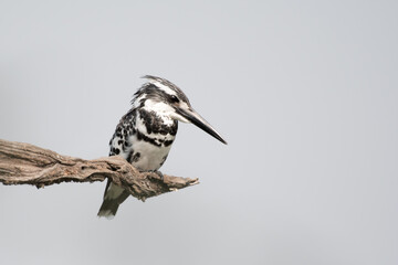pied kingfisher is a species of water kingfisher widely distributed across Africa and Asia. Originally described by Carl Linnaeus in 1758, it has five recognised subspecies.