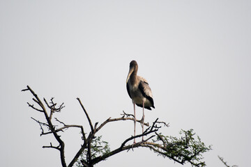 great blue heron