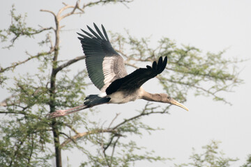 white pelican in flight