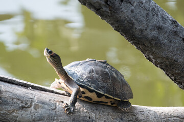 turtle on the Tree Branch