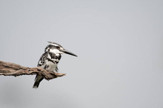 pied kingfisher is a species of water kingfisher widely distributed across Africa and Asia. Originally described by Carl Linnaeus in 1758, it has five recognised subspecies.