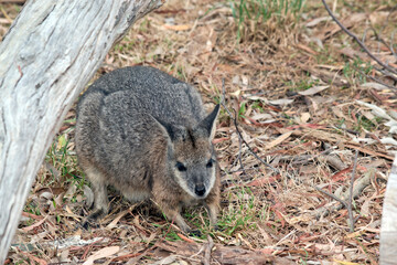 Naklejka na ściany i meble the tammar wallaby is mainly grey with a little beige and a stripe above its mouth