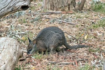 the tammar wallaby is eating leaves and grasses