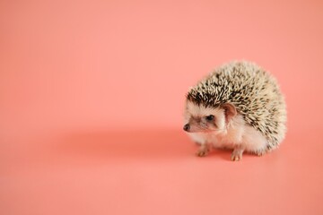 Hedgehog on a pink background. Female hedgehog. Pygmy house hedgehog. African white-bellied hedgehog.Pets. gray little hedgehog.Atelerix albiventris	
