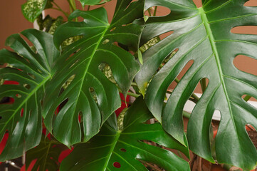 Real monstera leaves decorating for composition design.Tropical,botanical nature concepts ideas....