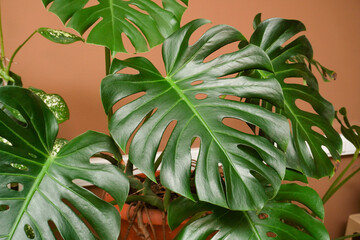 Real monstera leaves decorating for composition design.Tropical,botanical nature concepts ideas. Pattern for Creative Design Elements. Texture of Philodendron monstera © YanaKho