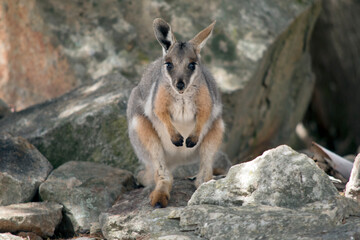 the yellow footed rock wallaby is standing on a rock - obrazy, fototapety, plakaty