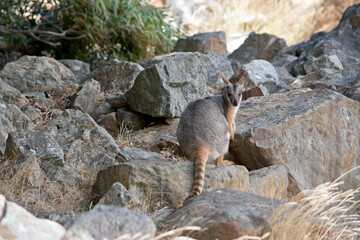 the yellow footed rock wallaby is looking over his shoulder