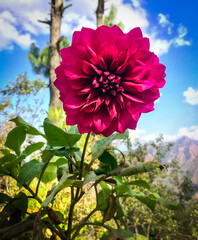 pink rose against blue sky