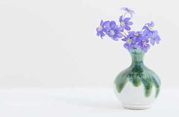 blue spring flowers in ceramic vase on white background