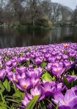 spring time in the park

