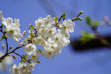公園で咲く桜の花
