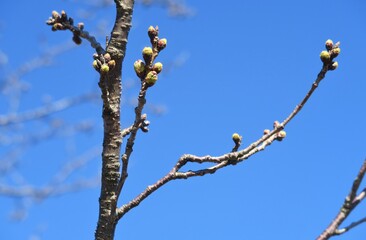 Buds of cherry blossoms blooming soon in Kasukabe, Saitama, Japan. March 15, 2021.