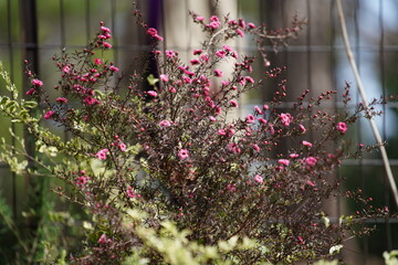東京の公園の風景