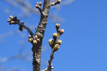 Buds of cherry blossoms blooming soon in Kasukabe, Saitama, Japan. March 15, 2021.