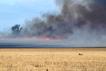 Burning off farm land to introduce nitrogen into soil, for better crop yield