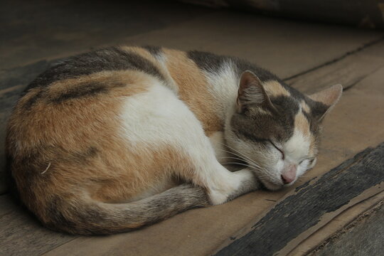 Cute little cat sleeping on wood floor.