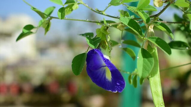 Convolvulus pluricaulis or shankhpushpi flower  Closeup