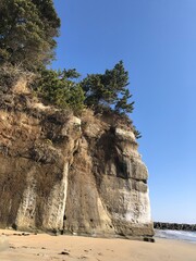 tree on the cliff beach in Japan