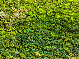 green moss on the bark